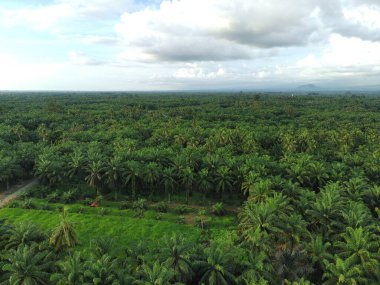 Öğleden sonra palmiye yağı pişirmek için kullanılır.