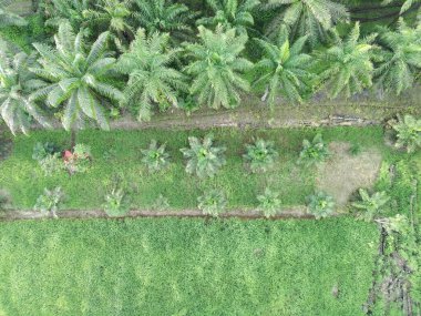 Öğleden sonra palmiye yağı pişirmek için kullanılır.