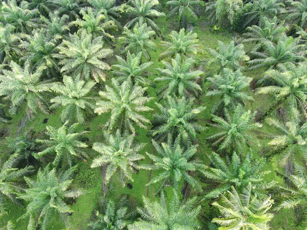 Öğleden sonra palmiye yağı pişirmek için kullanılır.