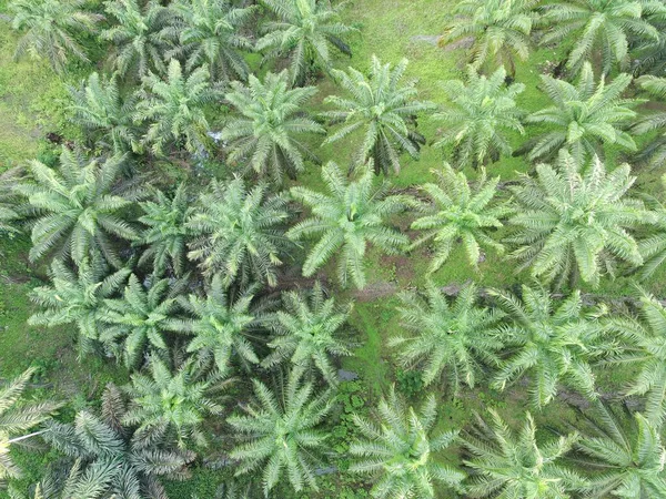 Öğleden sonra palmiye yağı pişirmek için kullanılır.