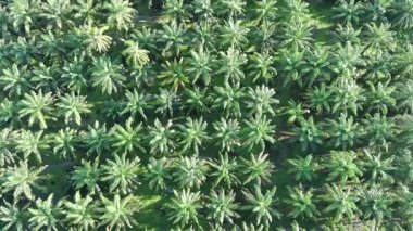 Öğleden sonra palmiye yağı pişirmek için kullanılır.