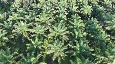 Öğleden sonra palmiye yağı pişirmek için kullanılır.