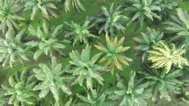 Öğleden sonra palmiye yağı pişirmek için kullanılır.