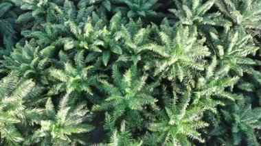 Öğleden sonra palmiye yağı pişirmek için kullanılır.