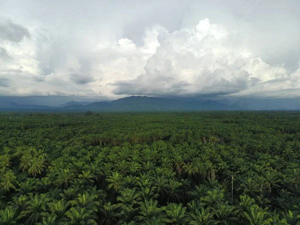 Öğleden sonra palmiye yağı pişirmek için kullanılır.