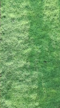 Öğleden sonra verimli ve yeşil pirinç tarlaları