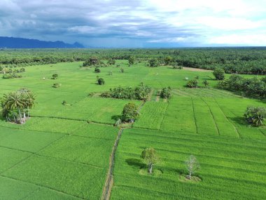 Öğleden sonra verimli ve yeşil pirinç tarlaları