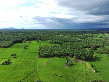 Öğleden sonra verimli ve yeşil pirinç tarlaları