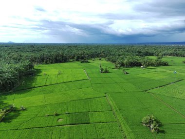 Öğleden sonra verimli ve yeşil pirinç tarlaları