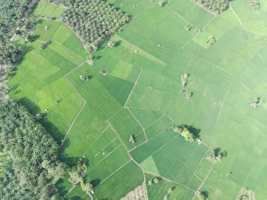 Öğleden sonra verimli ve yeşil pirinç tarlaları