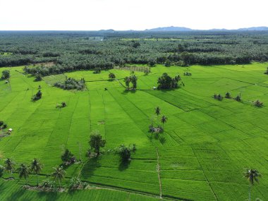 Öğleden sonra verimli ve yeşil pirinç tarlaları