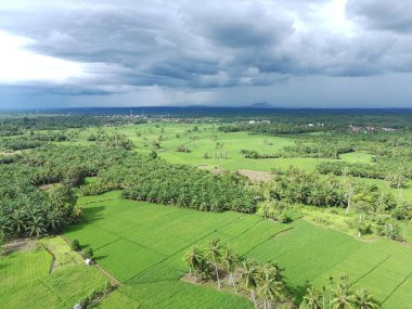 Öğleden sonra verimli ve yeşil pirinç tarlaları