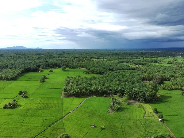 Öğleden sonra verimli ve yeşil pirinç tarlaları