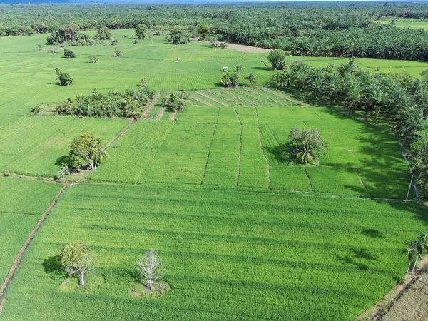 Öğleden sonra verimli ve yeşil pirinç tarlaları