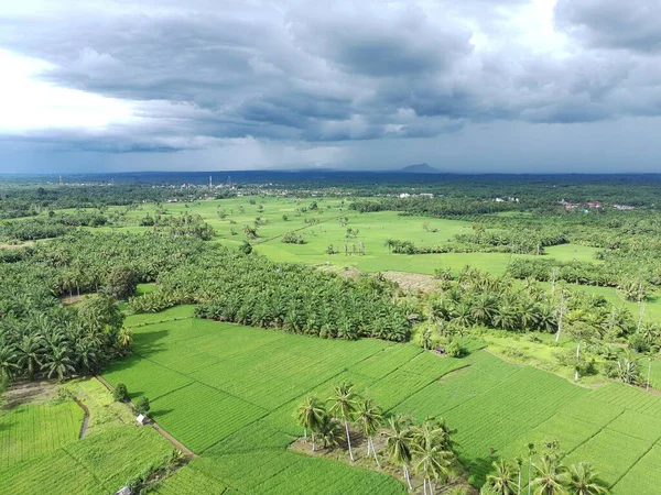Öğleden sonra verimli ve yeşil pirinç tarlaları