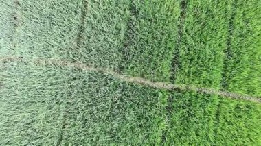 Öğleden sonra pirinç tarlaları çok güzeldir.