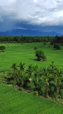 Öğleden sonra pirinç tarlaları çok güzeldir.