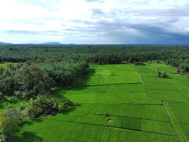 Öğleden sonra verimli ve yeşil pirinç tarlaları