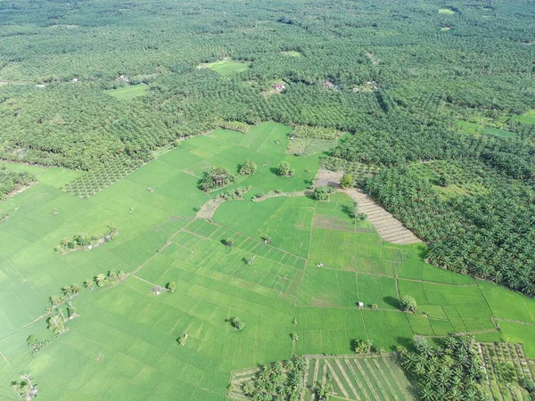 Öğleden sonra verimli ve yeşil pirinç tarlaları