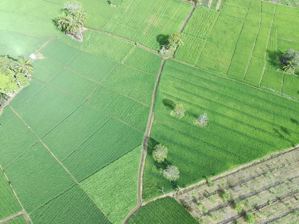 Öğleden sonra verimli ve yeşil pirinç tarlaları