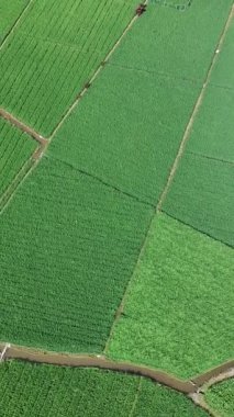 Öğleden sonra pirinç tarlaları çok güzeldir.