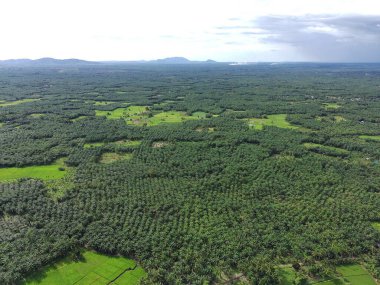 Öğleden sonra verimli ve yeşil pirinç tarlaları
