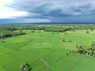 Öğleden sonra verimli ve yeşil pirinç tarlaları