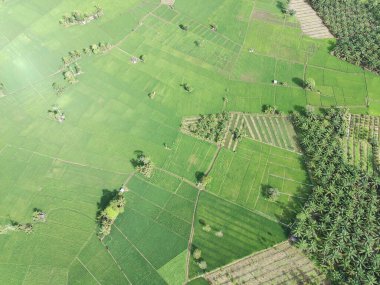 fertile and green rice fields in the afternoon