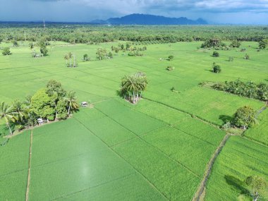 Öğleden sonra verimli ve yeşil pirinç tarlaları