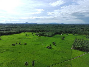 Öğleden sonra verimli ve yeşil pirinç tarlaları