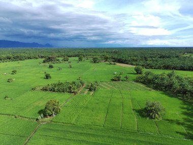 fertile and green rice fields in the afternoon