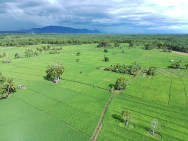 Öğleden sonra verimli ve yeşil pirinç tarlaları
