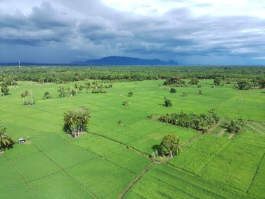 Öğleden sonra verimli ve yeşil pirinç tarlaları