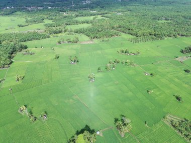 fertile and green rice fields in the afternoon