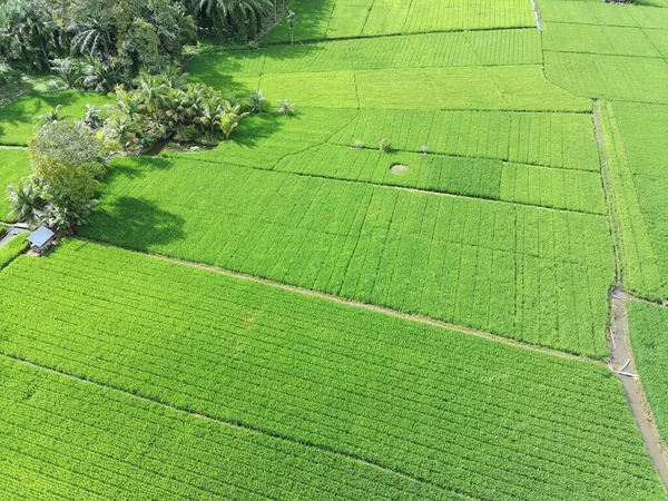 Öğleden sonra verimli ve yeşil pirinç tarlaları