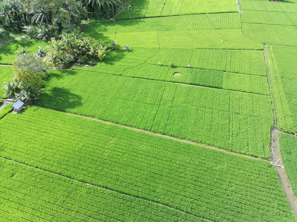 Öğleden sonra verimli ve yeşil pirinç tarlaları