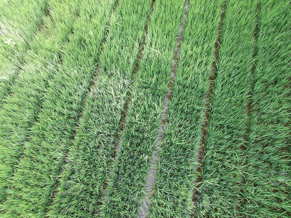 Öğleden sonra verimli ve yeşil pirinç tarlaları