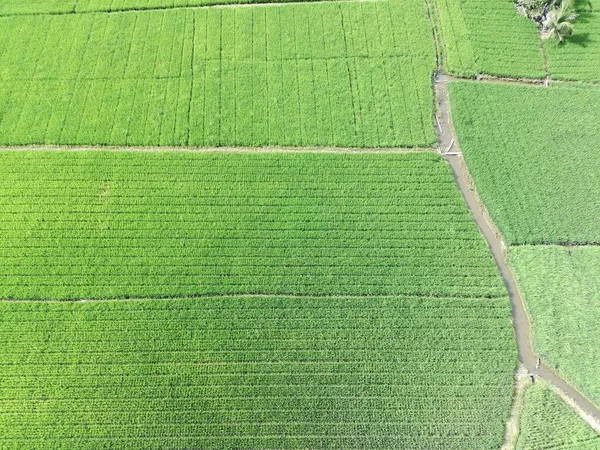 Öğleden sonra verimli ve yeşil pirinç tarlaları