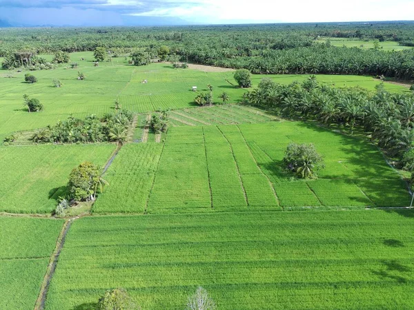Öğleden sonra verimli ve yeşil pirinç tarlaları
