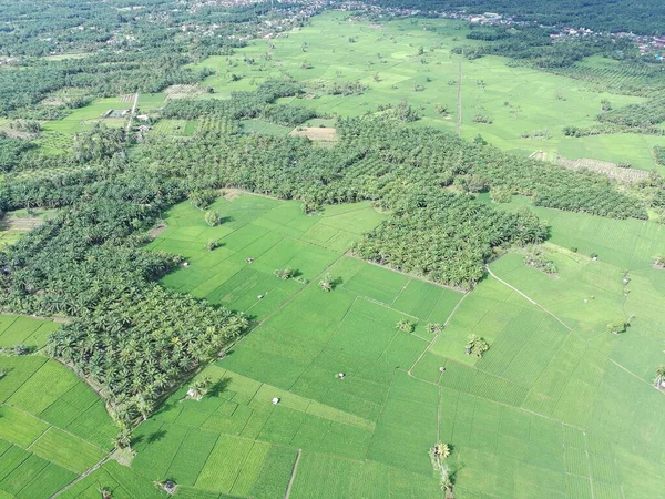 Öğleden sonra verimli ve yeşil pirinç tarlaları