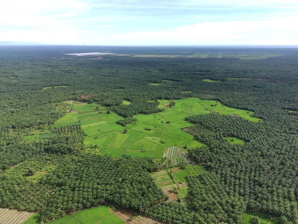 Öğleden sonra verimli ve yeşil pirinç tarlaları