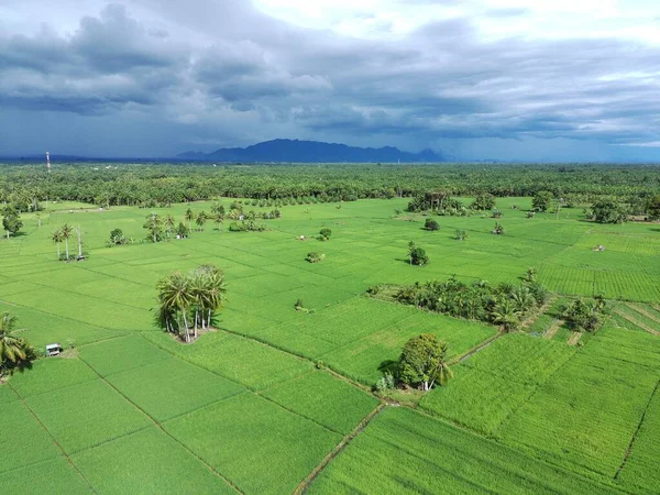 Öğleden sonra verimli ve yeşil pirinç tarlaları