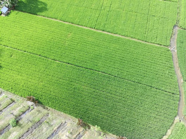 Öğleden sonra verimli ve yeşil pirinç tarlaları