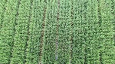 Öğleden sonra verimli ve yeşil pirinç tarlaları