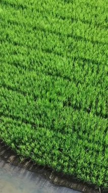 Öğleden sonra verimli ve yeşil pirinç tarlaları