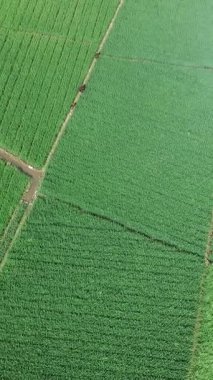 Öğleden sonra verimli ve yeşil pirinç tarlaları