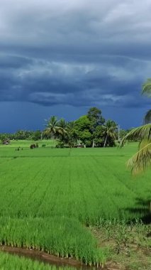 Öğleden sonra pirinç tarlaları çok güzeldir.