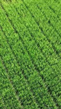 Öğleden sonra pirinç tarlaları çok güzeldir.