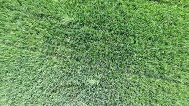 Öğleden sonra pirinç tarlaları çok güzeldir.