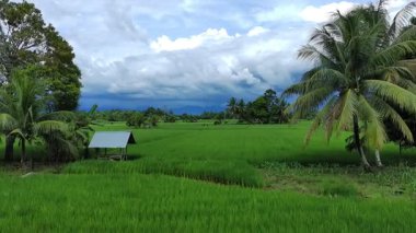 Öğleden sonra pirinç tarlaları çok güzeldir.
